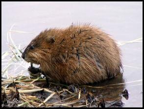 水老鼠视频,揭秘水下世界的神秘生物