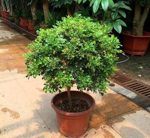 米兰养殖视频,视频揭秘高效养殖之道