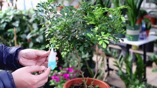 米兰养殖视频,视频揭秘高效养殖之道