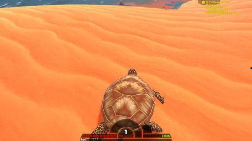 杀海龟视频,网络曝光杀海龟视频引发公众愤怒