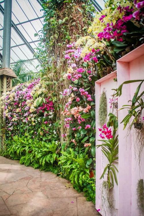 植物园视频,自然奇观与生物多样性之旅