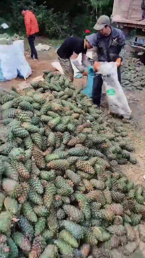 打松子视频,视频揭秘打松子全过程