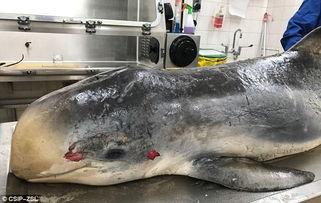 腹部解剖视频,深入解析人体核心区域