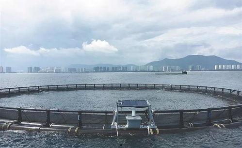 深海养殖视频,探索蓝色经济新蓝海