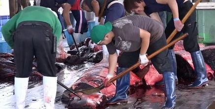 日本解剖儿童视频