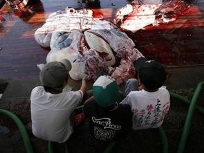 日本解剖儿童视频