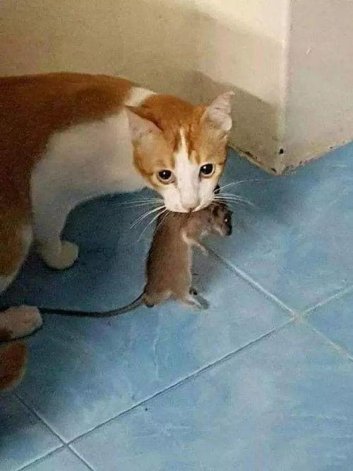猫抓老鼠的视频,一场欢乐的追逐大戏