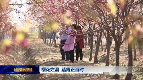 赏花视频,视频带你领略赏花盛宴