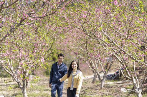 赏花视频,视频带你领略赏花盛宴