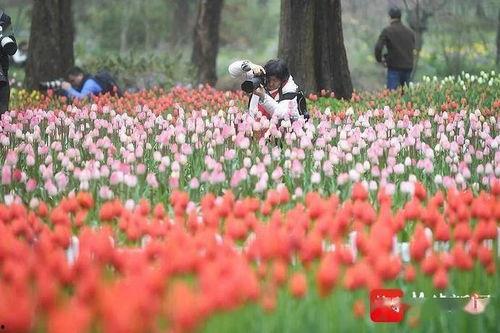 赏花视频,视频带你领略赏花盛宴