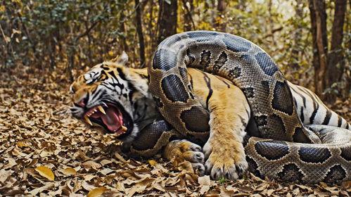 老虎和蟒蛇打架视频,老虎与蟒蛇生死对决