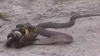 老虎和蟒蛇打架视频,老虎与蟒蛇生死对决