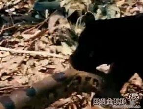 老虎和蟒蛇打架视频,老虎与蟒蛇生死对决