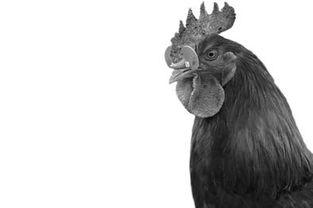 杀活鸡视频,杀活鸡视频揭露残酷真相